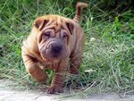 sharpei_baby.jpg